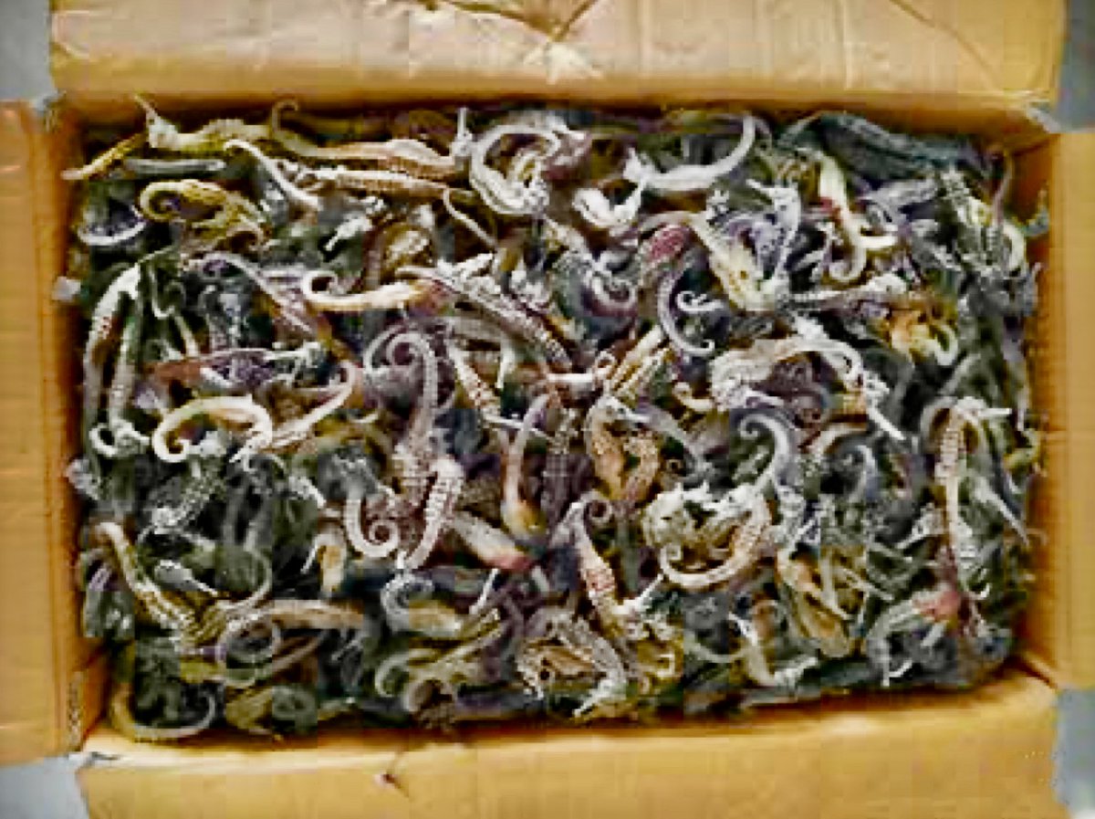 DrTOMontgomery's tweet image. #Men 
A smuggled box of over two thousand dried seahorses.
Chinese men believe they cure impotence - not true.

Regular exercise, a plant-based diet, not smoking &amp;amp; drinking; and cutting out meat &amp;amp; dairy will do far more for ED &amp;amp; cardiovascular health than plundering the ocean.