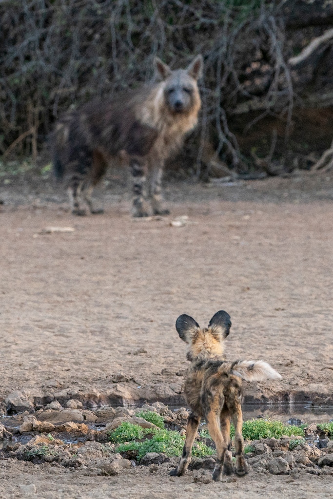 Who looks more startled, the brown hyena or the wild dog pup? 
#Hyena #BrownHyena #PaintedWolf #PrivateSafaris #WildlifeSighting
