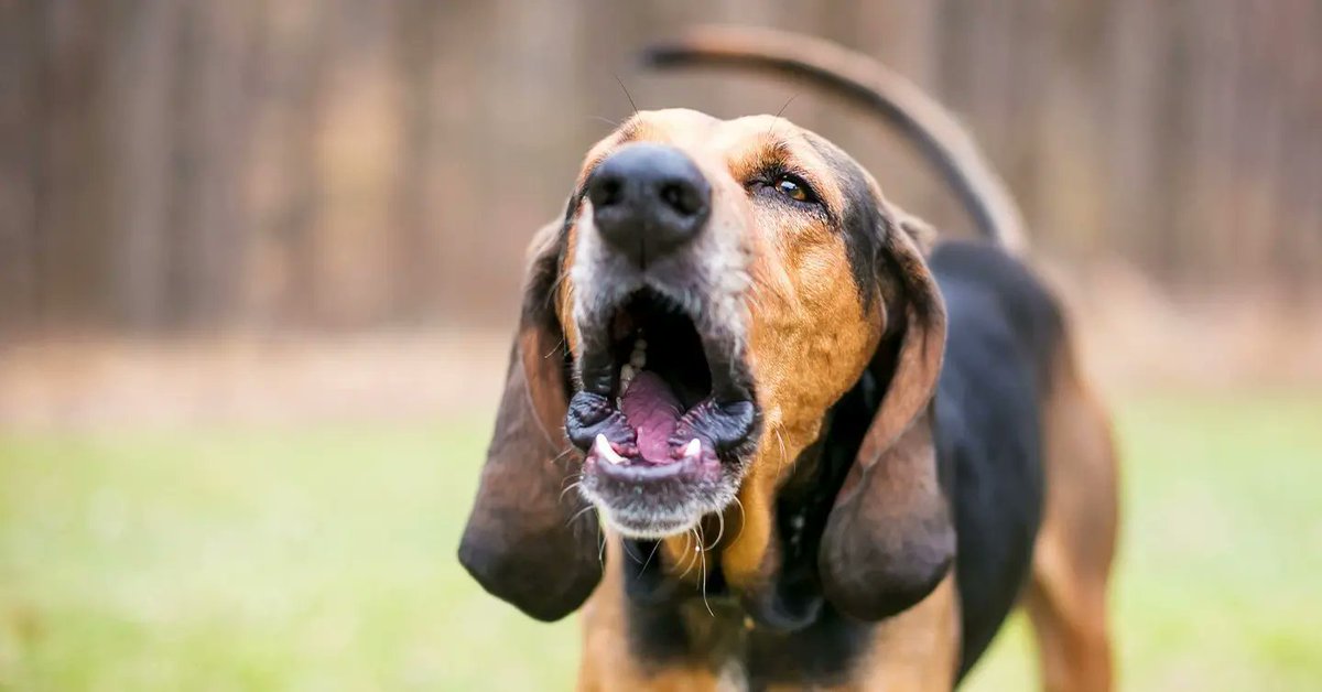 Bewijsrapporta1's tweet photo. Overlast door geblaf van honden kan zeer hinderlijk zijn voor mensen en dieren. De blaffende hond krijgt het verwijt terwijl "baasje" de schuldige is. Als praten niet helpt of lukt dan maar een geluidsmeting. #bewijsrapportage
#hondengeblaf #geluidsmeting https://t.co/RrtNi6n8r9