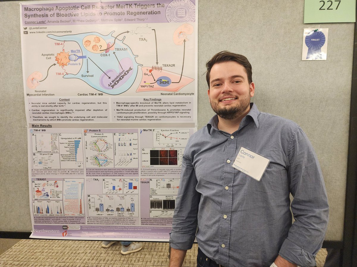 Conner Lantz's abstract is about how macrophage apoptotic cell receptor MerTK triggers the synthesis of bioactive lipids to promote regeneration.