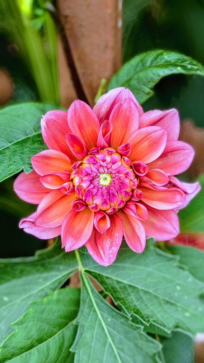 SoothingSoulSS's tweet photo. Beauty amidst the Concrete Jungle 🌺
SoothingSoulSoothingSouls 🥰❤️

#soothingsoul
#soothingsouls 
#soothingviews 
#soothingsoulsoothingsouls 
#relaxunwindmeditate 
#relaxinnature 
#inhaleexhale 
#breatheinbreatheout 
#breathedeep 
#floralphotography 
#naturephotography https://t.co/MH1LM2GraN