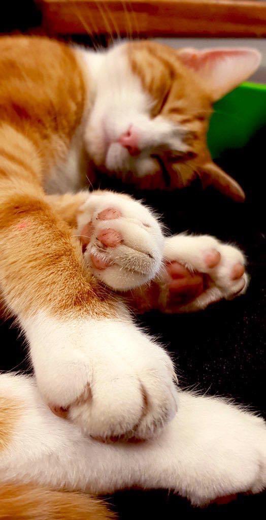 TheStourbridge's tweet photo. Night night sweet dreamies 

Every feeling you feel is valid.

We need never be ashamed of our tears.
-Charles Dickens

#cats #cats #Cat #CatsOnTwitter #CatsOfTwitter https://t.co/j3yDGENGaR