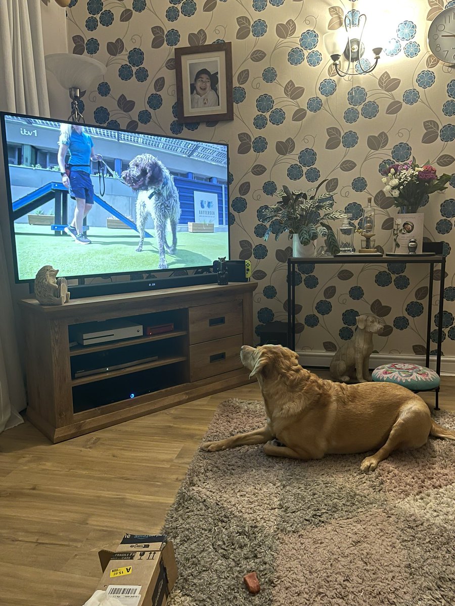 Bailey quietly growling at the dogs on  @RealPOGDogs #PogDogs