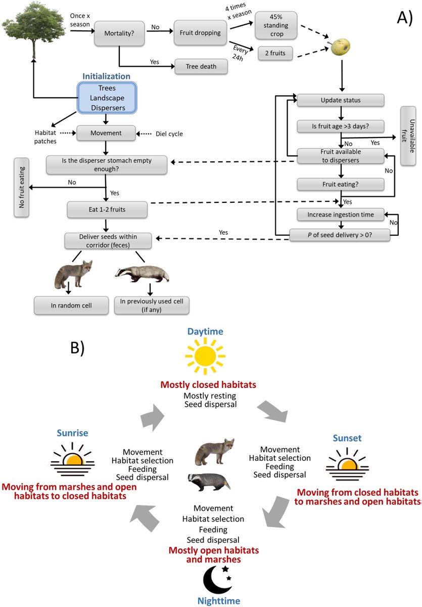 ESAEcosphere's tweet image. A new simulation study  shows that #fragmentation can boost or suppress #SeedDispersal, depending on severity &amp;amp; scale - while #defaunation&apos;s effects are consistently negative (&amp;amp; vary among species)

doi.org/10.1002/ecs2.4…

#Recruitment #OpenAccess @FedrianiJose @CienciaGob