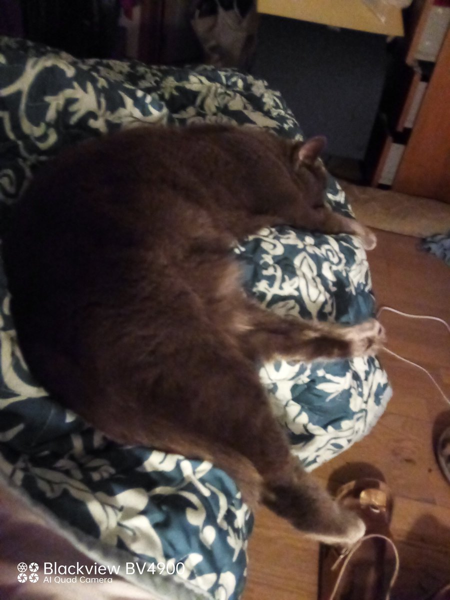 fredbibi's tweet image. Je suis avec Yaya et Numaine au dodo. C'est trop le stress ...😂