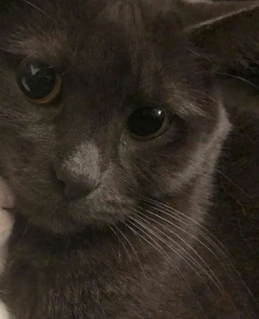 catshealdeprsn's tweet image. 