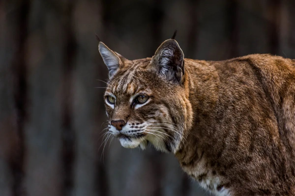 JC_BobcatsSB's tweet photo. Don’t they say good things come in threes? Yep, THREE Bobcats added to the family today🤩🤩🤩🤟🤟🤟🏡 https://t.co/5l44iAG5Gw