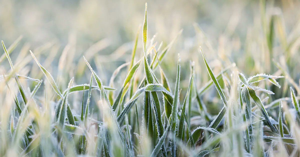 WeedSmart tweet media