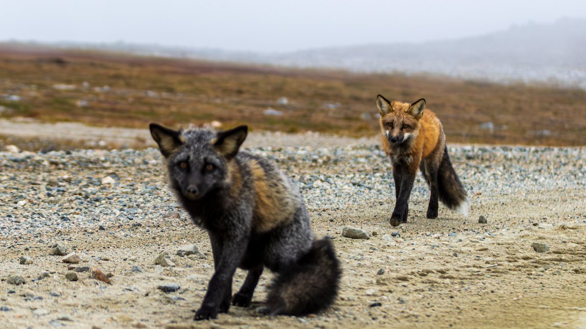 Ventured into the breathtaking landscapes of #Saglek and was graced with these stunning moments. A curious #CrossFox and the elusive #ArcticHare in their natural habitat. Nature's artistry at its finest. 🦊🐇 #WildlifePhotography #NatureLovers #CanadianWildlife #EarthCapture