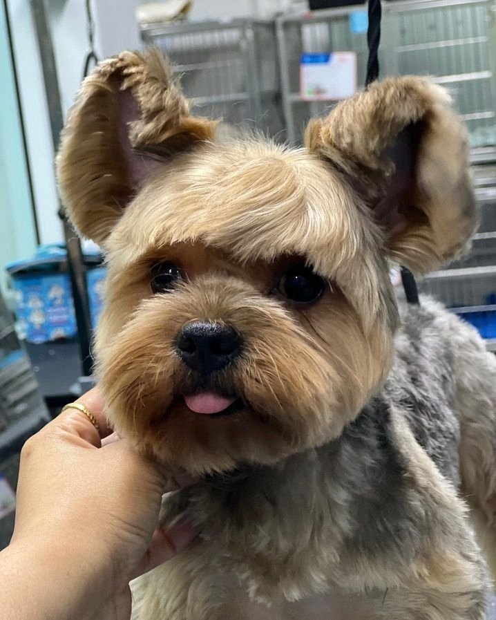 thegiant_1's tweet photo. ไอ้เย้าก็หย่อส่ะด้วยอ่ะ ทีนี้ก็ว้าวุ่นเลยยย😁

#thegiant_1 https://t.co/KHCMqpkkb8