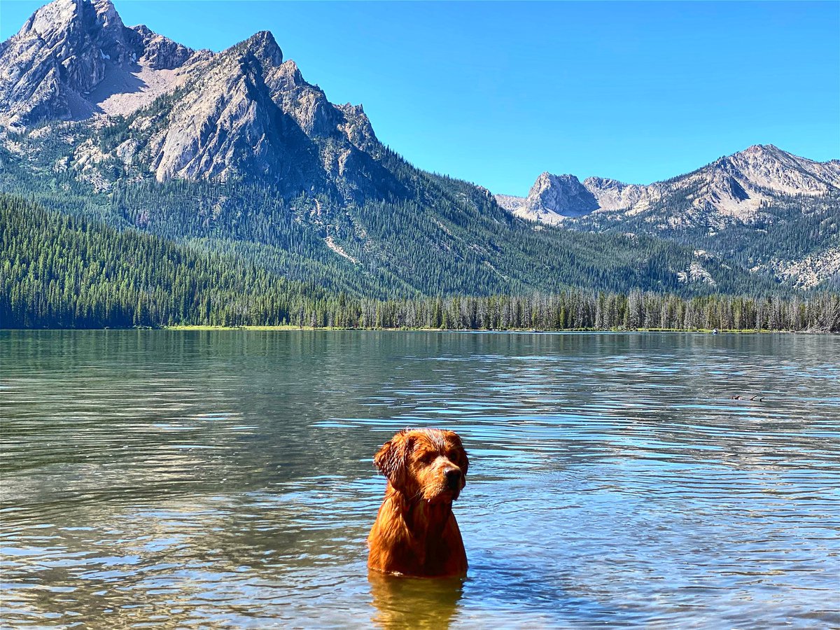 Teakwood just casually being a rockstar in Stanley Lake like it’s no big deal. McGown Peak of the Sawtooths in the backdrop. Maybe i should put this kid on a postcard 👍
#GoldenRetriever