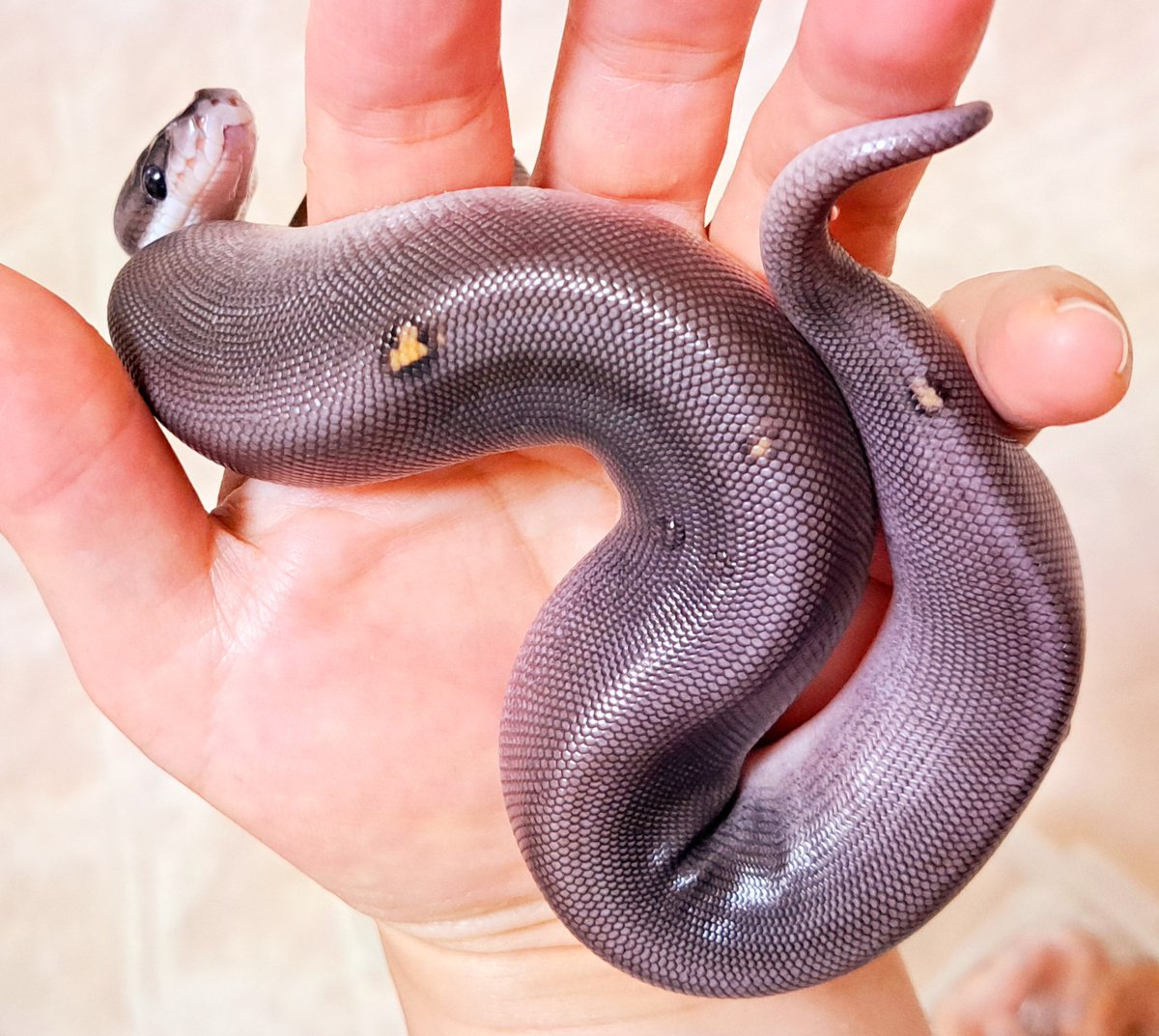 BallPython1207's tweet image. 模様が入っている黒子ちゃんでました(///∇///)💘💘💘💘💘💘
#ボールパイソン
#バナナの家
#爬虫類
#ballpython 
#reptiles