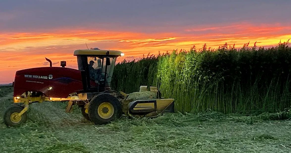 votehemp's tweet photo. Idaho farmers wrapping up second #hemp harvest https://t.co/U4MTyGQVON #idaho #votehemp #farmers https://t.co/mlqsLGfdFW