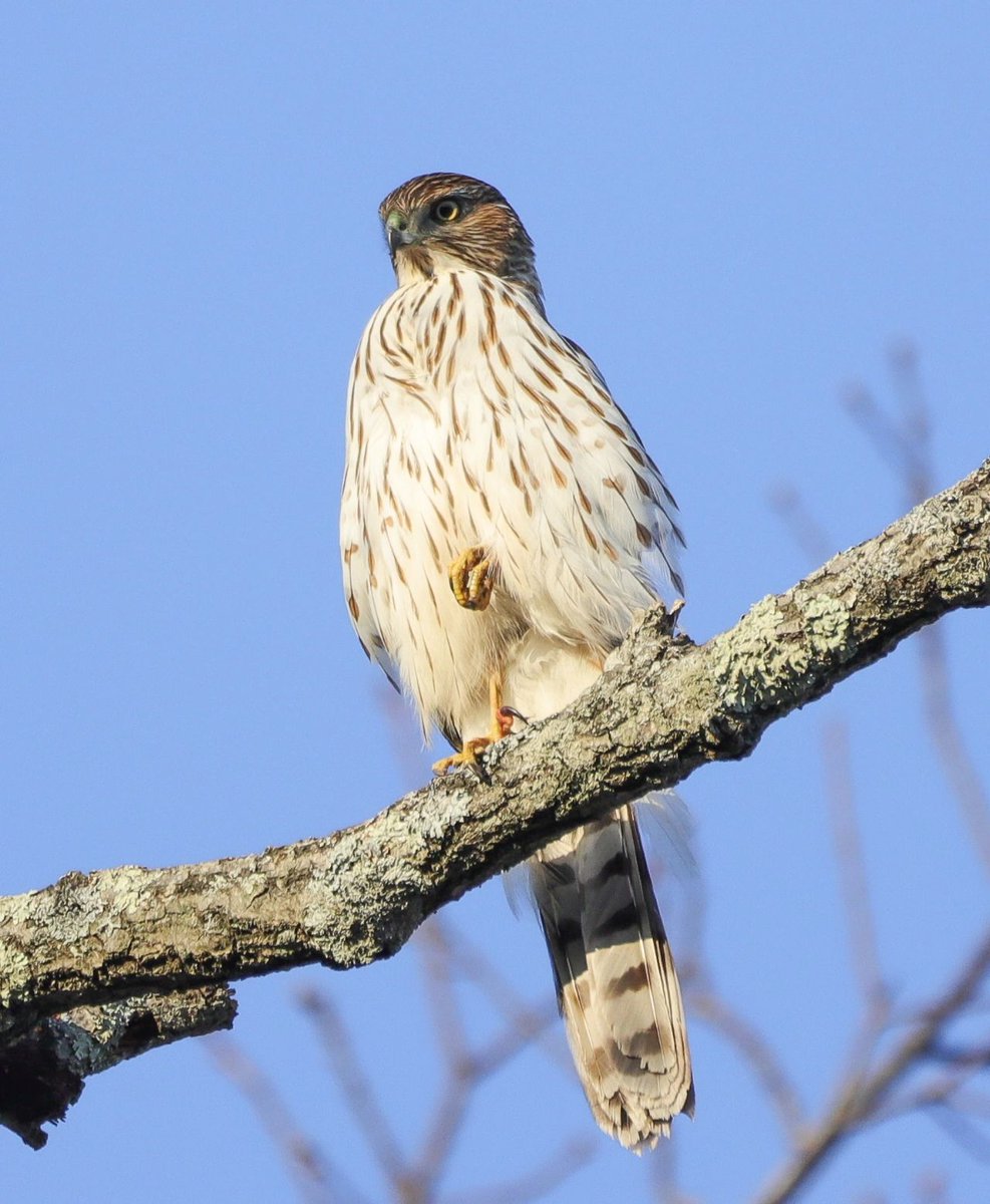 HugoJuhauhsdd's tweet photo. Cooper's hawk is a medium-sized hawk native to North America, ranging from southern Canada to northern Mexico. It is a raptor, 🦜🥳🩷#Coopers https://t.co/PHKAH1iB7S