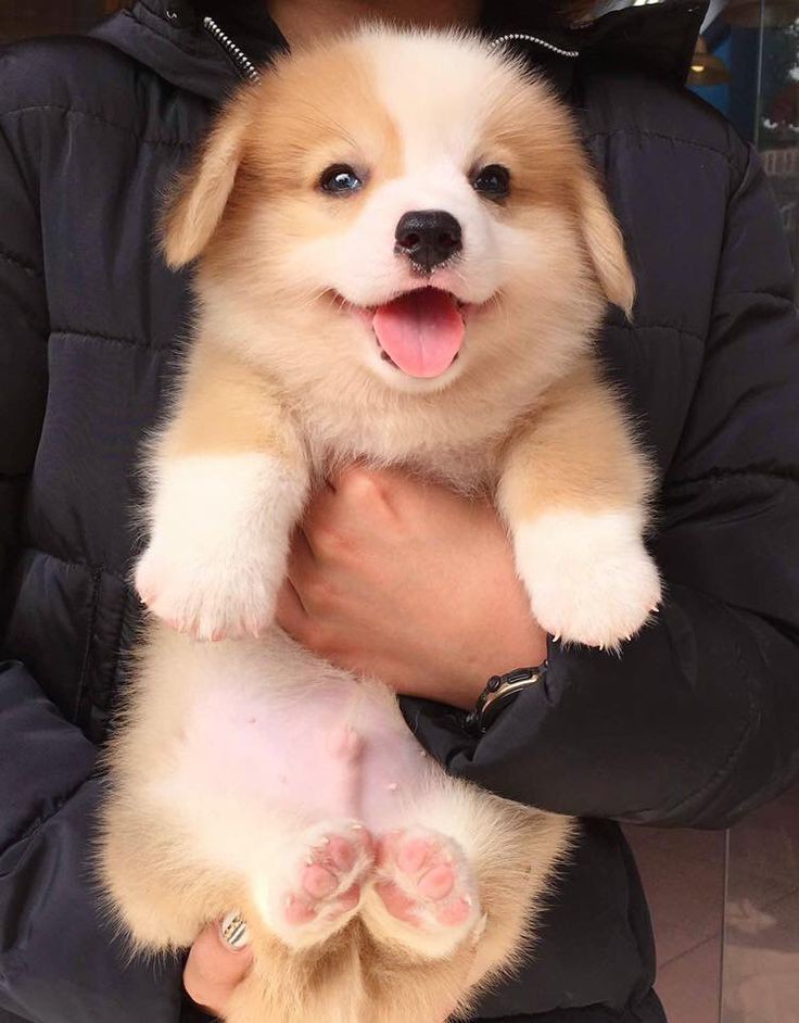 So cute puppy 🥰😜🥰