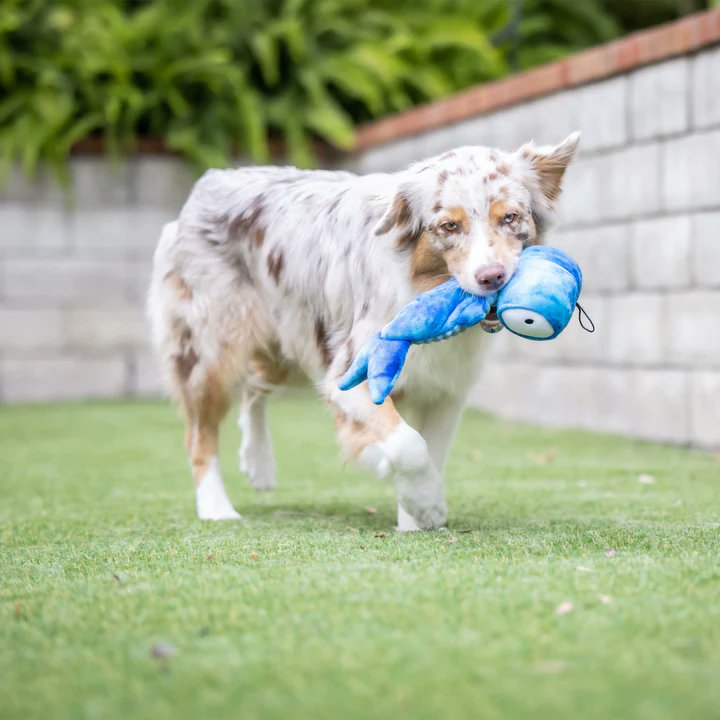 SouthernAgOK's tweet photo. 🐾🐶 Introducing Slappies - The Ultimate Toy for Your Pup's Entertainment! 🐾🐾

Hey there, fellow dog lovers! 🐕❤️ Get ready to witness the pure joy on your furry friend's face as they play with our brand-new Slappies toy! 🎉

https://t.co/gksARJ4jcM https://t.co/CJybbm1PME