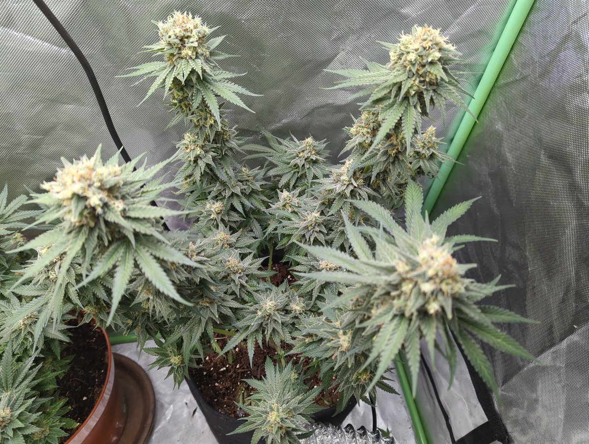 ElixirGrows tweet picture