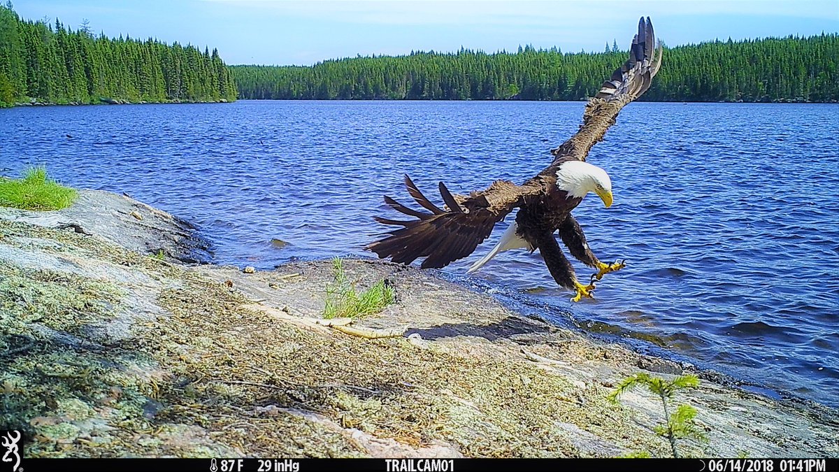 BrowningCams's tweet photo. It doesn't get much better than this great #ThrowbackThursday Bald Eagle action shot that Nathaniel Melton captured on his Browning Trail Camera!
#browningcameras #youvegottoseethis #cameratrap #TriggerSpeedThursday #trailcs #triggerspeed https://t.co/Mo5zXfWrng