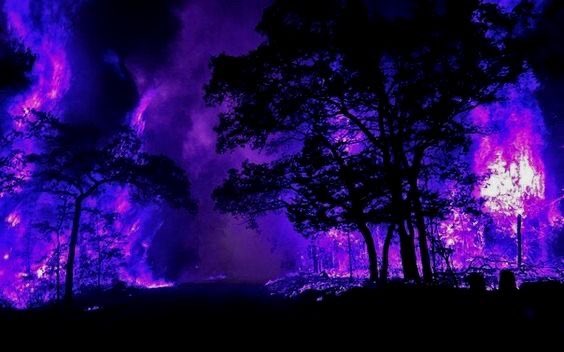 violettweets_'s tweet photo. dark forest. https://t.co/syw8bQ7nFe