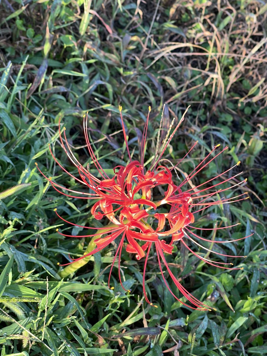 masa01_01's tweet photo. 秋🍂ですねー https://t.co/wukLnN6XxK