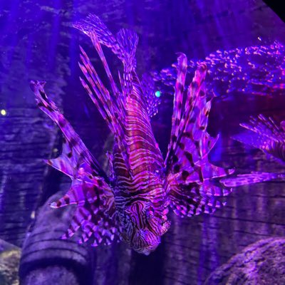 ahmedumer1's tweet photo. #NewProfilePic https://t.co/aNn52sRMAH