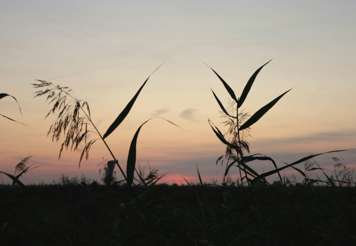 WNapBaukema's tweet photo. Vogels spotten in de Groene Jonker tijdens #zonsondergang #GroeneJonker #Zevenhoven #zomer #natuur #septemberweer https://t.co/jC0iapVyIk