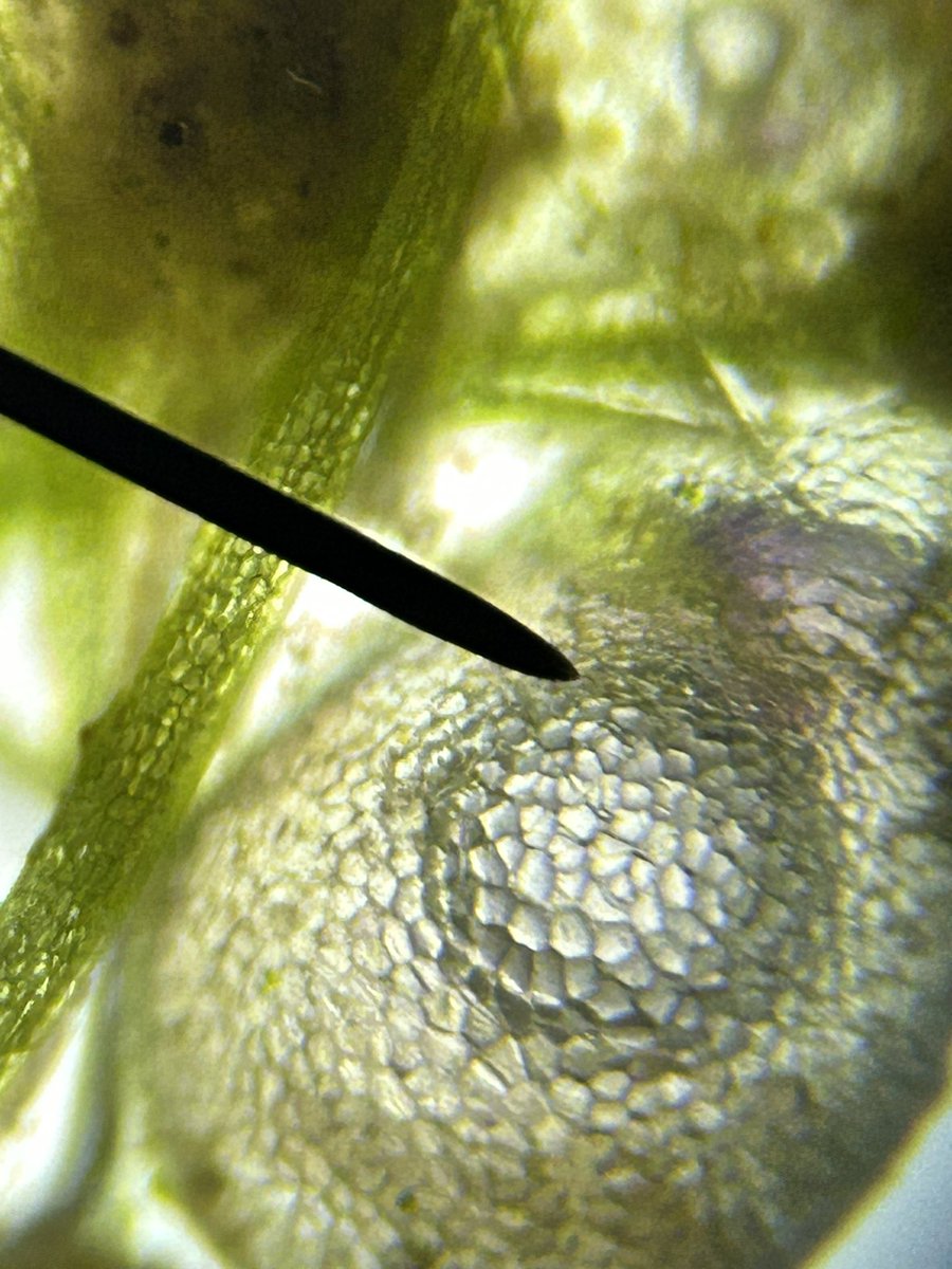 Alisha Hogg 🐬 tweet media