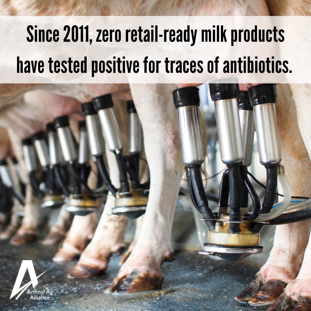 Farmers take the responsibility of judicious antibiotic use seriously and take many precautions with their antibiotic-treated animals to ensure a safe food supply! 🥛 bit.ly/34wTBlx