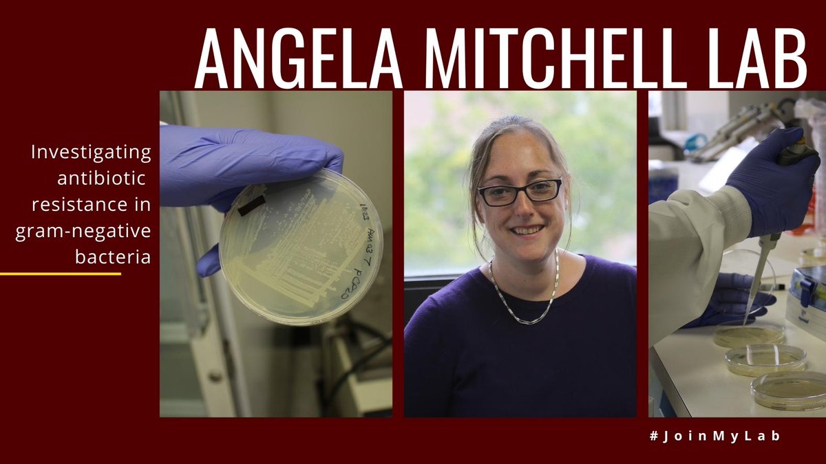 TAMU_Biology's tweet photo. The Angela Mitchell Lab wants you to #JoinMyLab! The Mitchell Lab investigates #AntibioticResistance under stress in gram-negative #bacteria. Learn more here: https://t.co/Jvup5fht9f https://t.co/0coYPKayQC