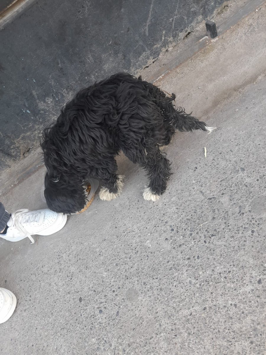 martukasaa's tweet photo. Hola gente, por favor leer esto.
En Santa Marta con Andrés de Pereda hay un perro, pequeño. Este al parecer lo atropellaron, por que lo encontramos al costado del paso sebra, está desorientado y inestable. Si hay un buen corazón en #SanBernardo que pueda ayudar a este pequeño/a. https://t.co/sFygeHkx7R