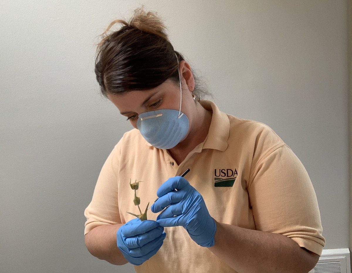 Make a difference for agriculture &amp; public health as a Plant Pathologist! You’ll serve as an expert in biosecurity, conducting inspections of registered facilities to ensure compliance with biosafety standards. Job closes 9/18; learn more &amp; apply today! usajobs.gov/job/747603200