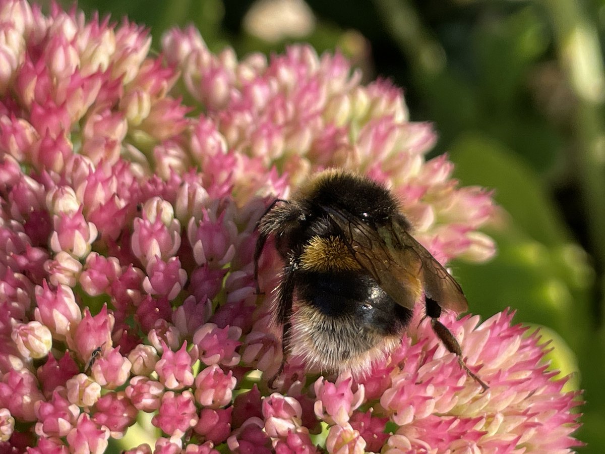 #Bees galore on the sedums/hylotelephiums at #allotment #flowers #wildlife