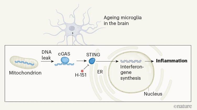 DrFAlzaid's tweet photo. Latest curated articles👇🏽
📰How the #cGAS–#STING system links #inflammation and cognitive decline(📷)
📰An intestinal #sphingolipid confers intergenerational neuroprotection
🔦Tagging #neurons with light
🔗https://t.co/ghHrjUwVpJ
🙏🏽Thx @Bims_BiomedNews https://t.co/d01DL3h3AA