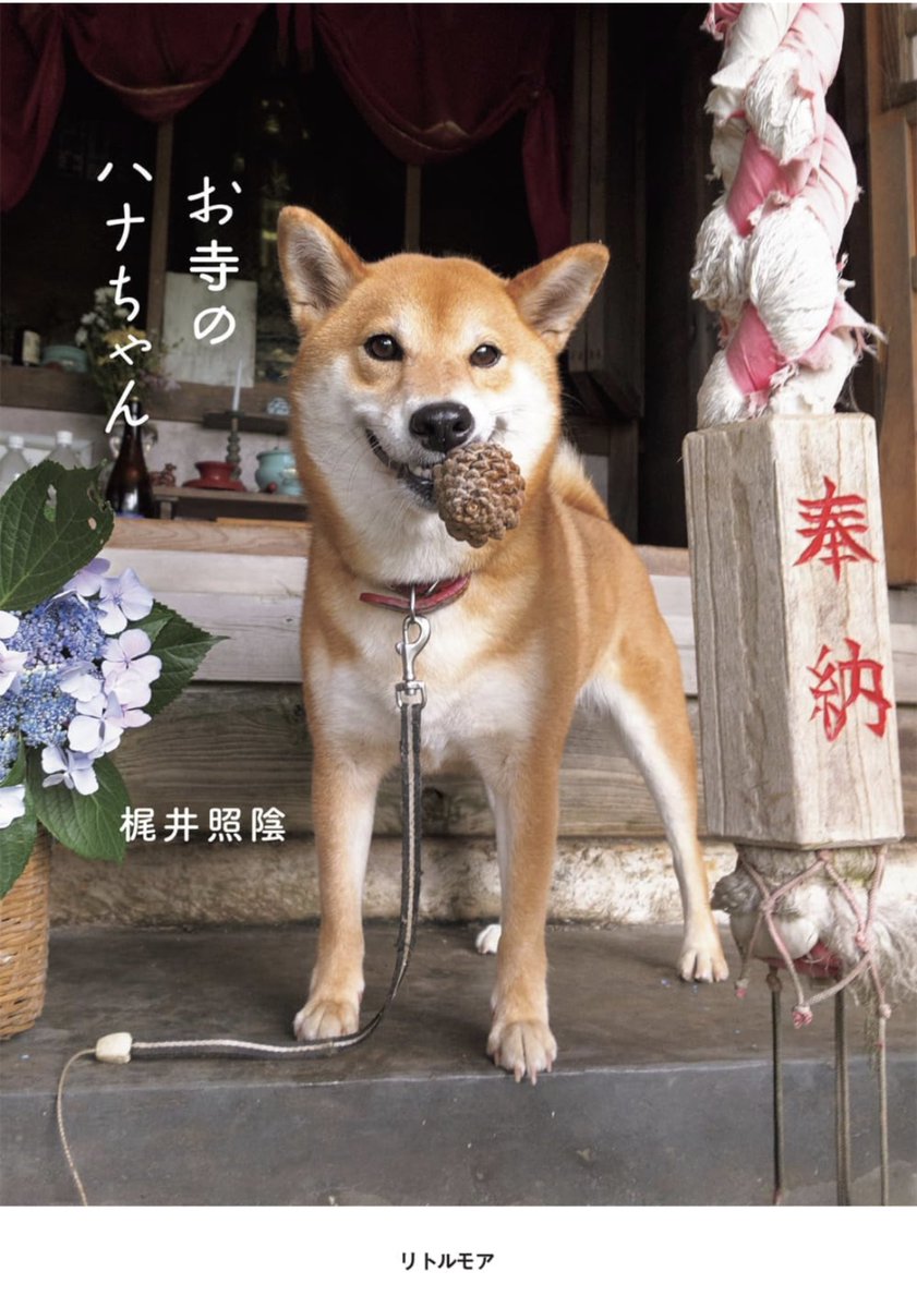 syoinkajii's tweet photo. この度『お寺のハナちゃん』（リトルモア）を出版しました。佐渡島の最北端のお寺で暮らす私と祖母、柴犬ハナの絵本のような書籍です。詳細はこちら↓ぜひお手にとってみて下さい🐶🤲

https://t.co/CO4Gmvx6P4 https://t.co/Tks8suGSov