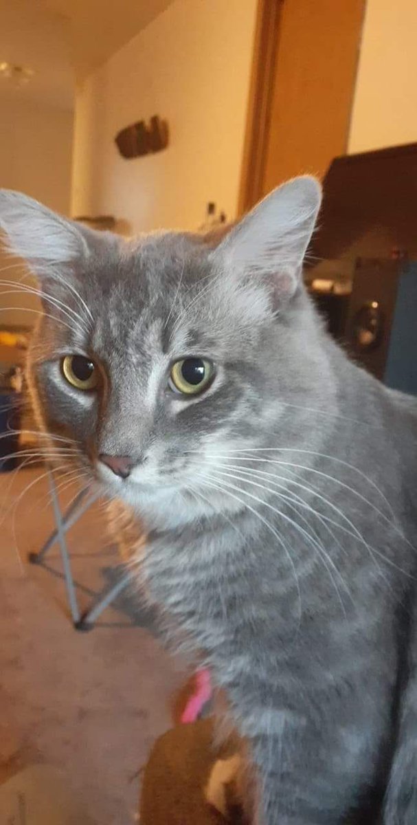 explodofuck's tweet photo. My cat Denki has had an emergency and needs a pretty pricy surgery! The treatment is going to cost about $5,593. If anybody out there can help even a little big please do! I’m begging to get him home and well. My cashapp is $redr1ot #sickkitty #gofundme #helpmyboy https://t.co/uXuOl0P8rF
