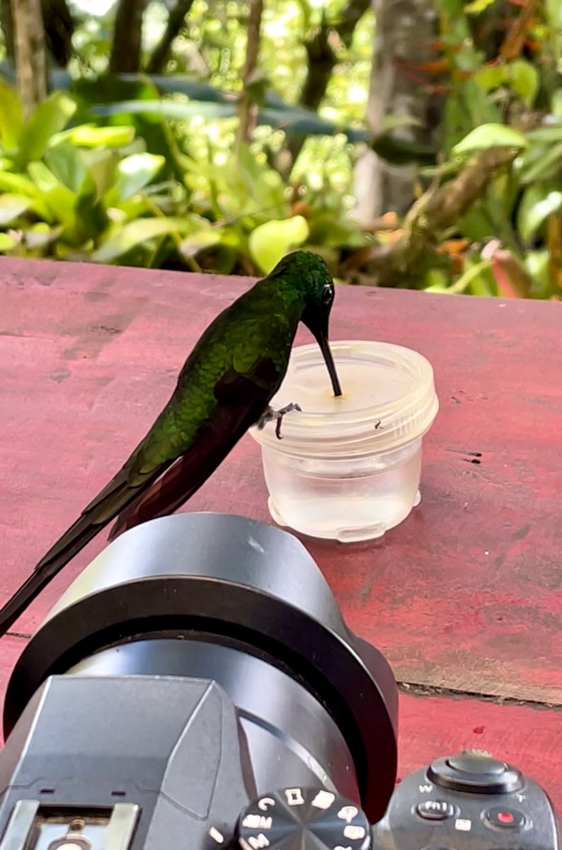 Last days birding in Colombia 🇨🇴- Immature Golden-bellied (?) flycatcher; One of five! Common Potoos; Tropical Screech owls [photo/vid of phone attached to spotting scope videoing bird (very meta)]; and, Empress Brilliant (?) hummingbird. Thanks @ABA