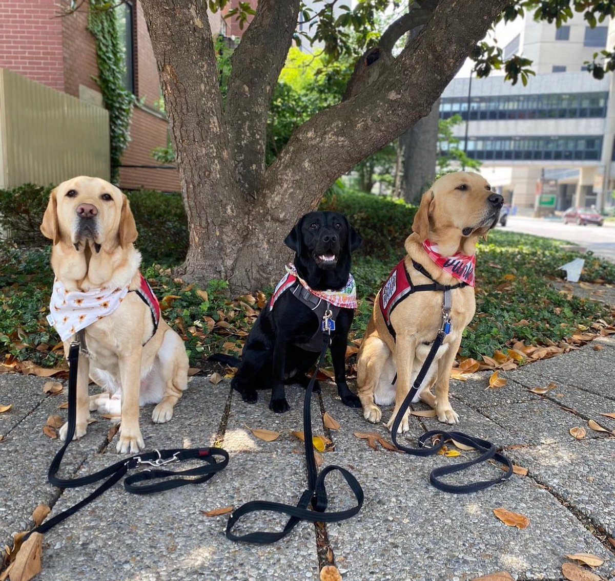 Don’t stop donating now! We are almost to 100 donors! Help us continue to train the ONLY ADI certified assistance dogs in Kentucky. <a href="/cflouisville/">Community Foundation of Louisville</a>  #giveforgoodlou giveforgoodlouisville.org/organizations/…