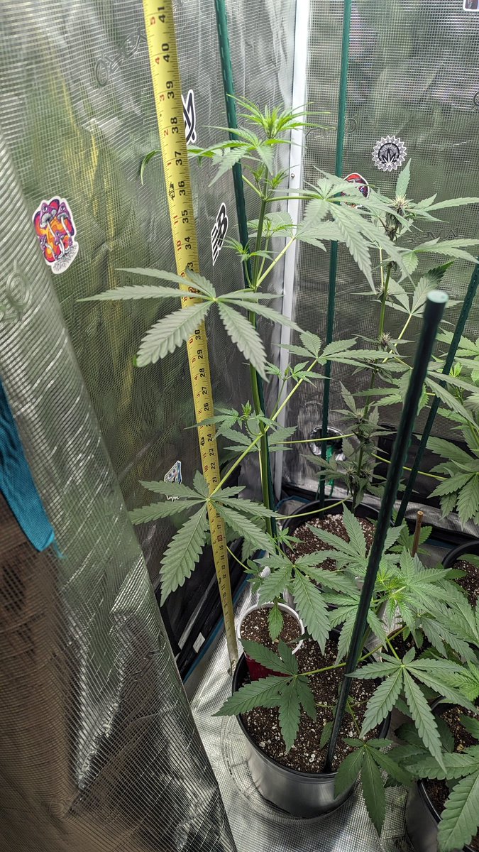 IGROWmids710's tweet photo. Look at the size &amp; 7 fingers on my Magic Kush auto in a solo cup with bottom cut out. Oh yeah she is sharing a 1.7 gallon pot with her sister😂😂 #growyourown #HomeGrown #growweed #autos #MagicKush https://t.co/gUXLrc6AZr