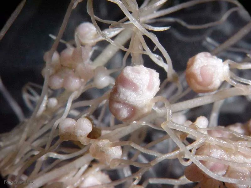 Las bacterias beneficiosas de la rizosfera, el futuro de la agricultura
buff.ly/34qPgmt