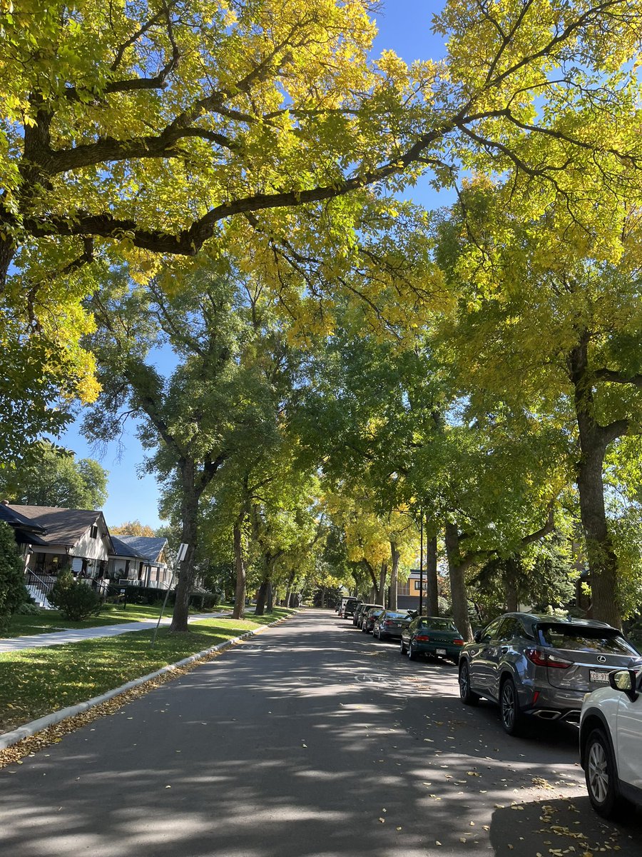 Caseychoma's tweet photo. It's hard not to put extra km's on the bike right now. Such a gorgeous time of year, sucking up every bit of it while it's still here #yegbike #yegfall #cycleeverywhere https://t.co/sRtrNFMBYp