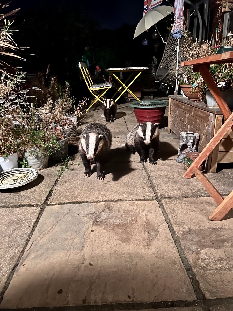 A triangle of badgers 🦡 📐🔺