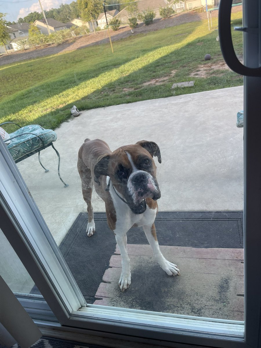 SavSamSunflower's tweet photo. She does this and when i open the door for her to come inside, she runs off. #LunaTheBoxer https://t.co/vaArjgOqvE