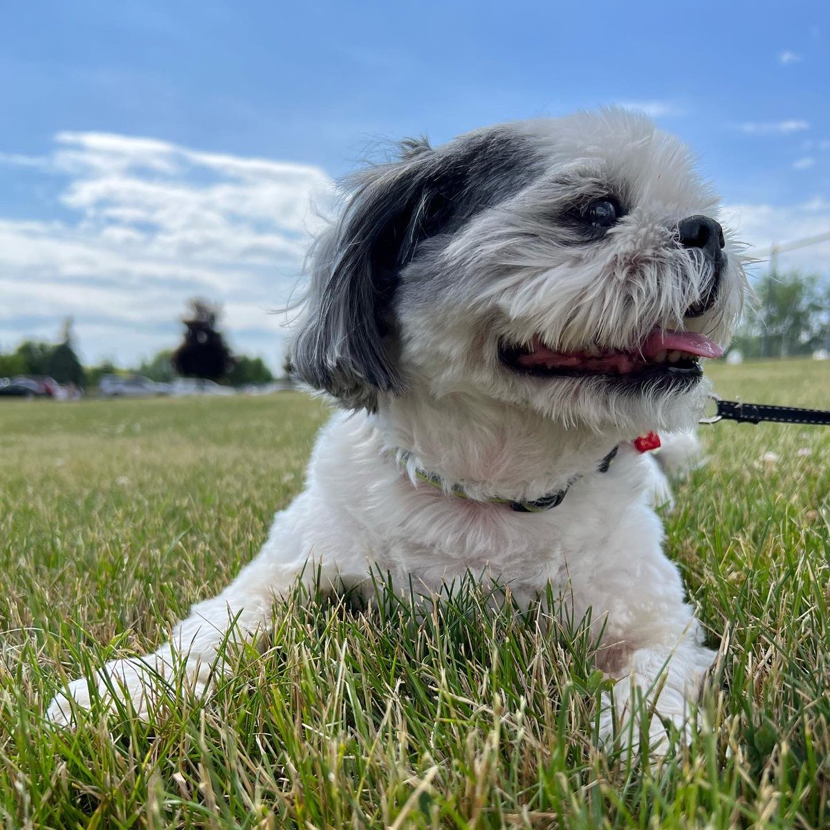 FlexChapmanTattoo tweet media