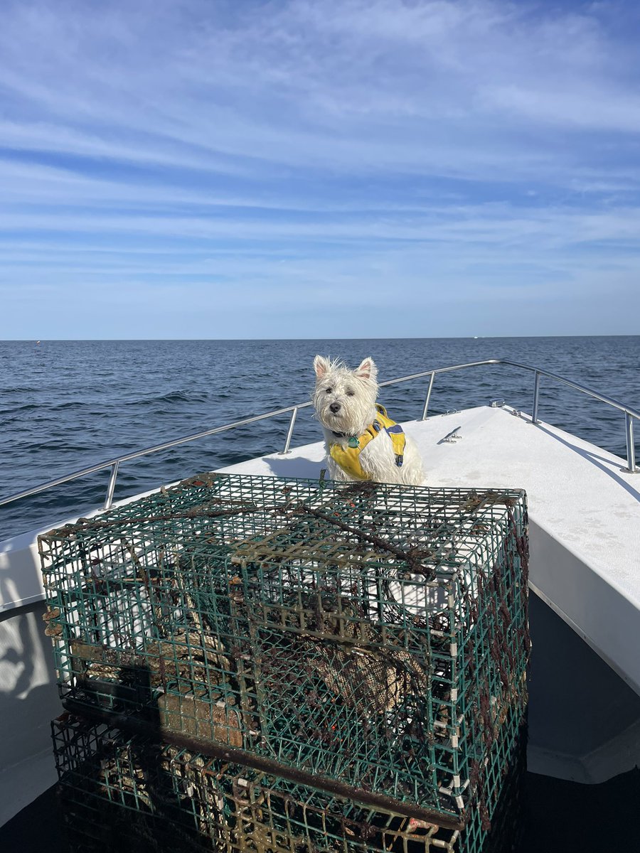 billquack5532's tweet photo. And that’s a wrap… last day of lobster season 🦞🦞🦞 https://t.co/dWDmkHd5Dx