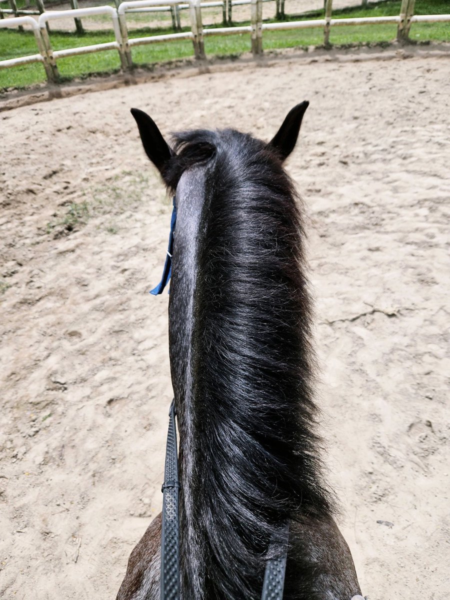 aryanejesusfer2's tweet photo. If you don't fight, your life will be in vain; if you don't suffer, your life will be tasteless.#horseriding📷 #instahorses_post #horseshow #horseback #horse #paard #instahorse  #horsesplanet #dressagerider #ridinglesson #horsetraining #horseriders  #equestrianblog https://t.co/GxqaVWtyi7