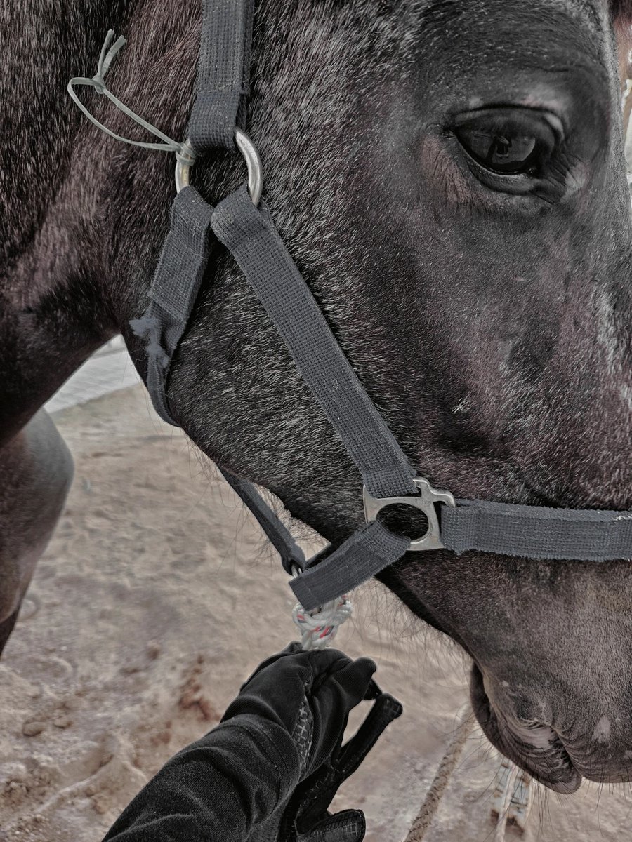 aryanejesusfer2's tweet photo. If you don't fight, your life will be in vain; if you don't suffer, your life will be tasteless.#horseriding📷 #instahorses_post #horseshow #horseback #horse #paard #instahorse  #horsesplanet #dressagerider #ridinglesson #horsetraining #horseriders  #equestrianblog https://t.co/GxqaVWtyi7