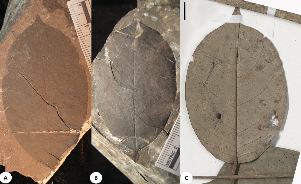 AsiaPaleofloras's tweet photo. A #Fossil #Anthonotha (#Leguminosae: Detarioideae: Amherstieae) #Species from the Early #Miocene (21.73 Ma) of #Ethiopia
https://t.co/doyaXmHw64 https://t.co/FHGC9CRwUz