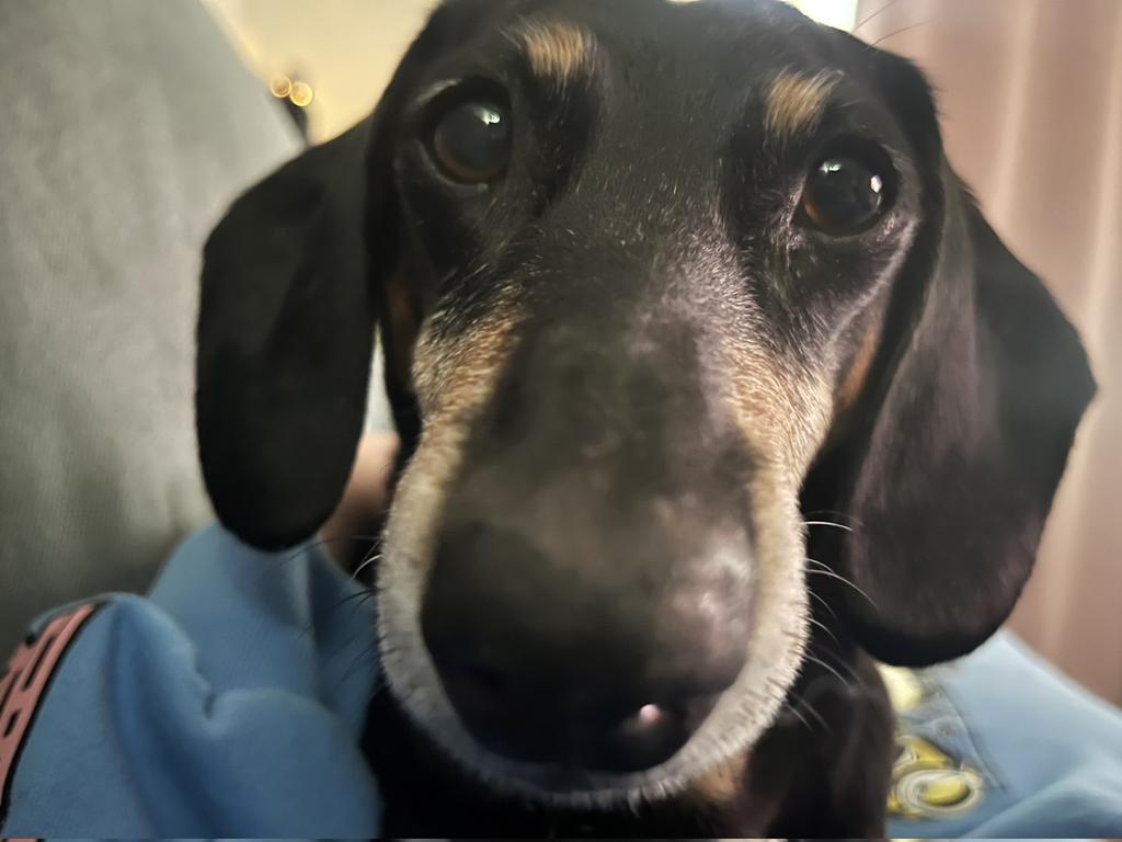 pylonBW's tweet photo. @BrownietheDach1 Hellooooo https://t.co/DCZwTNjFnY