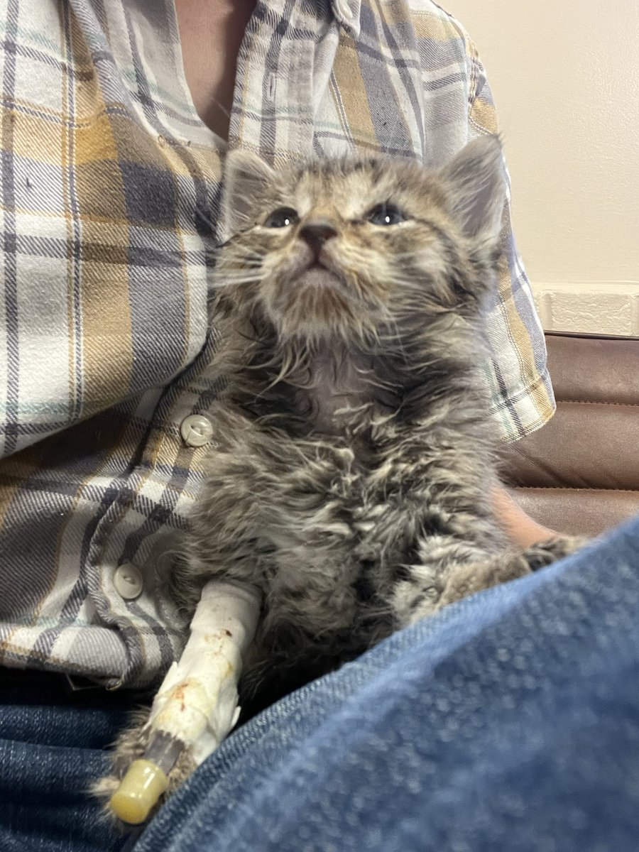 Crits For Cats lnc. Cat Rescue tweet media