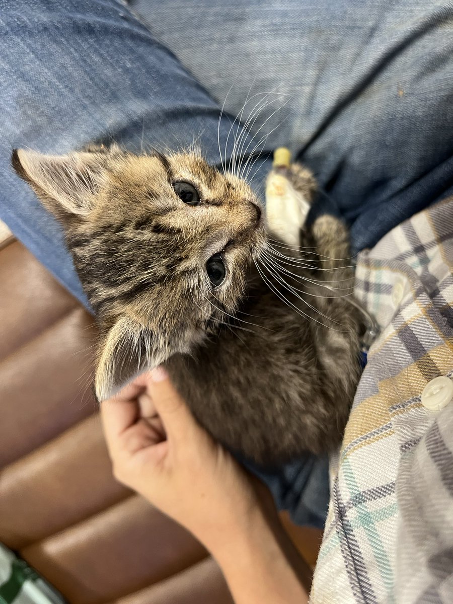 Crits For Cats lnc. Cat Rescue tweet media